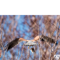 گونه دلیجه Common Kestrel